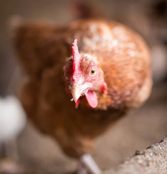 Pollo rosso in una fattoria in natura — Foto Stock