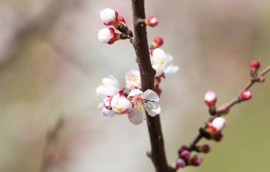 Kayısı çiçekleri doğada bir ağaçta