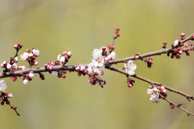 Kayısı çiçekleri doğada bir ağaçta