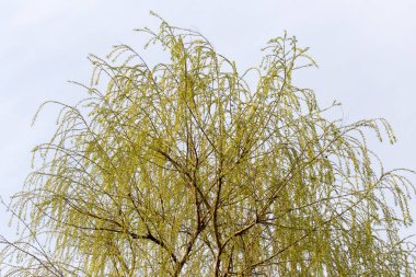 Söğüt ağacı çiçek niteliğine