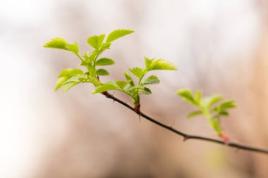 doğa dalında genç yapraklarda