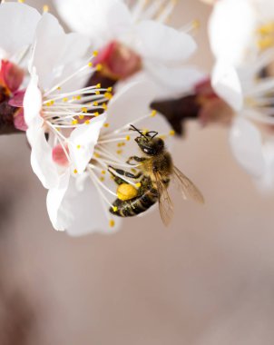 Doğadaki bir çiçeğin üzerindeki arı. makro