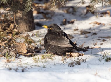 Starling kışın karda