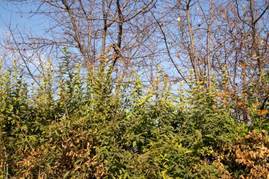 Ligustrum çit arka plan olarak