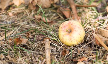 doğada yerde yatan elma