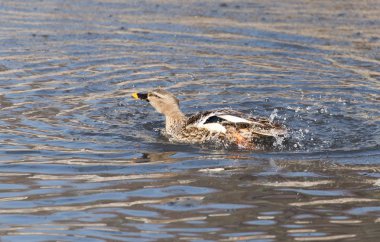 Göldeki ördek doğada
