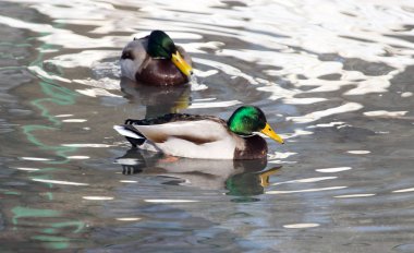 Göldeki ördek doğada