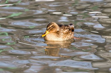 Göldeki ördek doğada