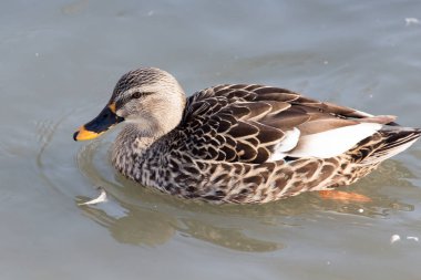 Göldeki ördek doğada