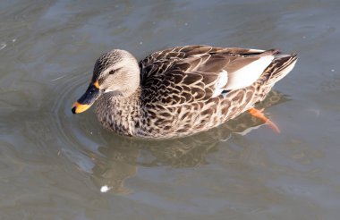 Göldeki ördek doğada