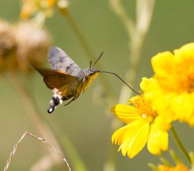 Arı Şahini güvesi olarak bilinen Sphingidae sarı bir çiçeğin nektarının tadını çıkarıyor. Sinekkuşu güvesi. Kalibri güvesi.