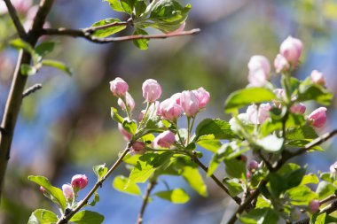 Doğadaki elma ağacında güzel çiçekler