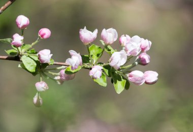 Doğadaki elma ağacında güzel çiçekler