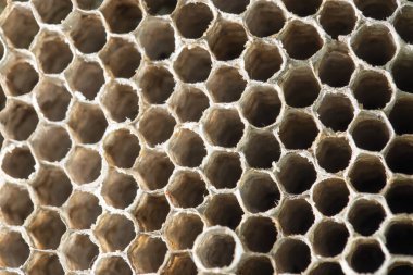 Petek arı arka plan olarak. doku