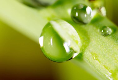 Taze yeşil filizlere su damlıyor. Süper Makro
