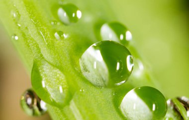 Çimlerin üzerindeki çiy damlaları. makro