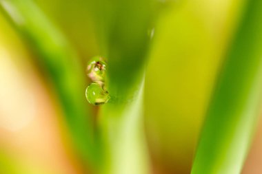 Çimlerin üzerindeki çiy damlaları. makro