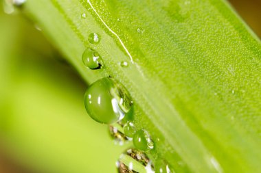 Çimlerin üzerindeki çiy damlaları. makro