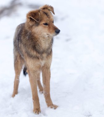 köpek portre Kışın açık havada