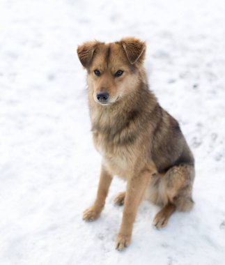 köpek portre Kışın açık havada