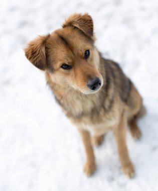köpek portre Kışın açık havada