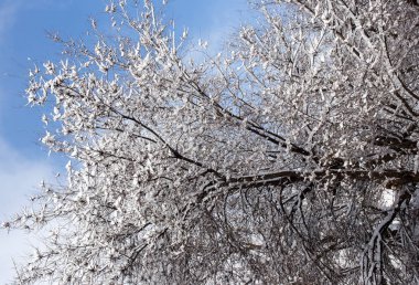 Ağaçta kar var Mavi Gökyüzüne karşı