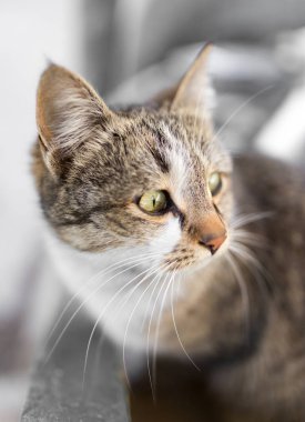 Doğadaki bir kedinin portresi.