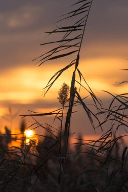 gün batımında bulrush