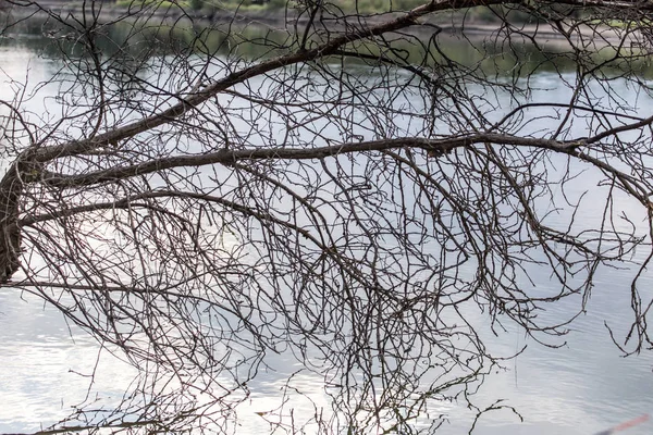 Ramas desnudas de árboles con reflejo en la superficie del agua — Foto de Stock