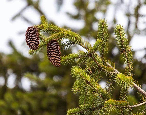 Coni sull'albero in natura — Foto Stock