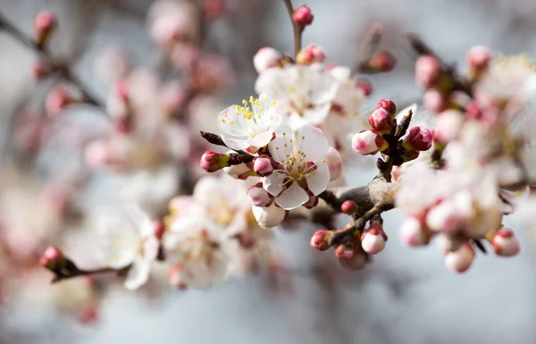 Apricot flowers on a tree in nature — Stock Photo, Image