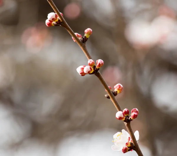Abrikozenbloemen op een boom in de natuur — Stockfoto