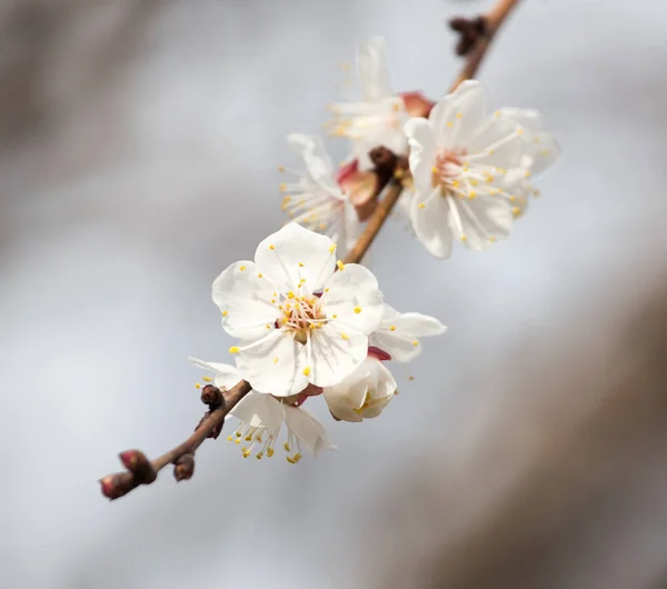 Apricot flowers on a tree in nature — Stock Photo, Image