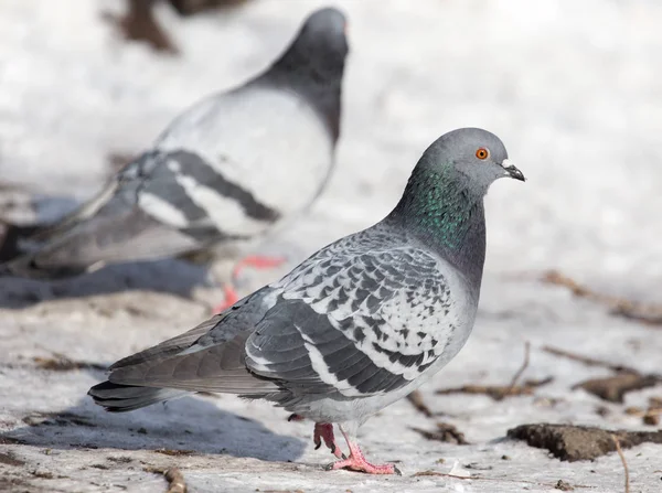 Стадо голубей на снегу на открытом воздухе — стоковое фото