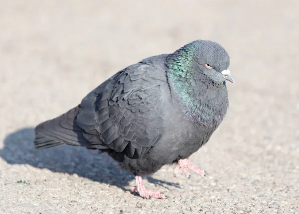 Portrait of pigeon on nature — Stock Photo, Image