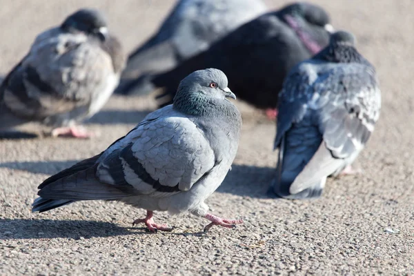 Una bandada de palomas en la ciudad — Foto de Stock
