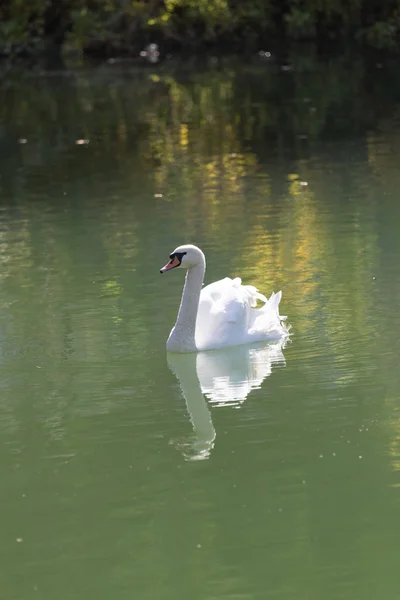 Cisne branco no lago — Fotografia de Stock