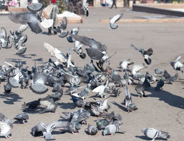 Ein Schwarm Tauben in der Stadt — Stockfoto