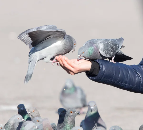 Taube an der Hand der Natur — Stockfoto