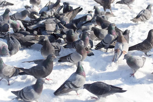 Taubenschwarm auf Schnee im Freien — Stockfoto