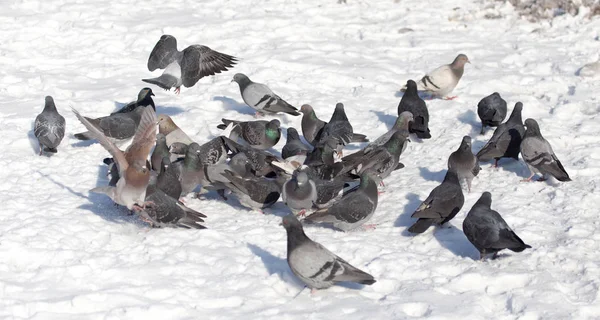 Flock of pigeons on snow outdoors — Stock Photo, Image