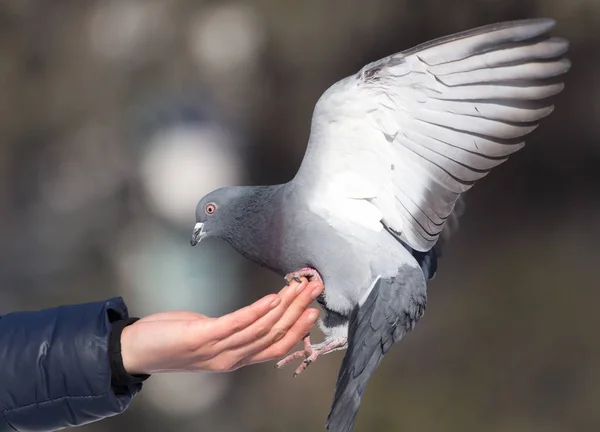 Pigeon on the hand on nature — Stock Photo, Image