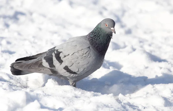 Dove in the snow on the nature — Stock Photo, Image