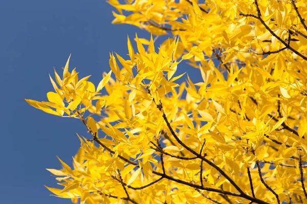 Hojas amarillas en el árbol contra el cielo azul — Foto de Stock