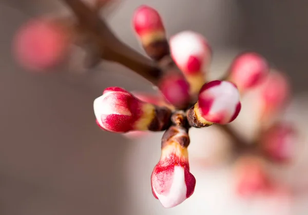 Fleurs d'abricot sur un arbre dans la nature — Photo