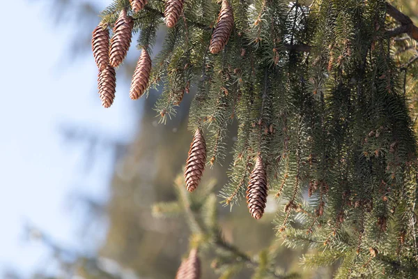 Knopparna på grenarna av Gran på naturen — Stockfoto