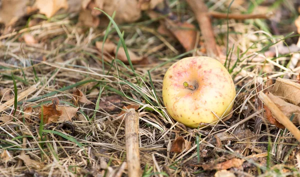 Jabłko leżące na ziemi w przyrodzie — Zdjęcie stockowe