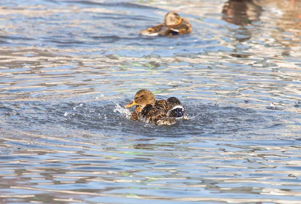 Duck in the lake in nature — Stock Photo, Image