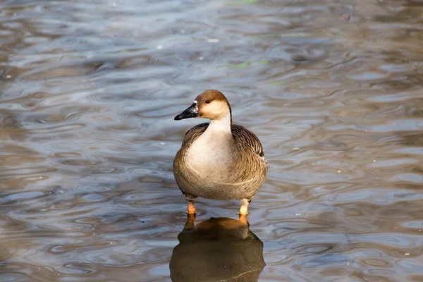 湖中的鸭在自然界中 — 图库照片
