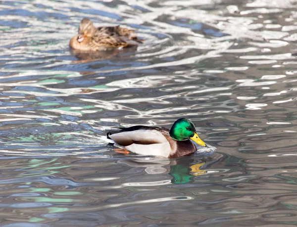 Eend in het meer in de natuur — Stockfoto